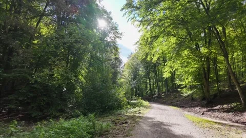 Sunlit forest path in a wooded area with dense greenery Stock Footage 288834120