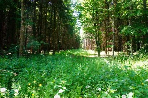 Sunlit forest paths and green woodland landscape in summer nature Stock Photos