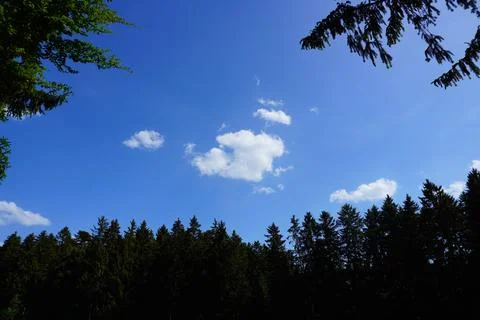 Sunlit forest paths and green woodland landscape in summer nature Foto stock