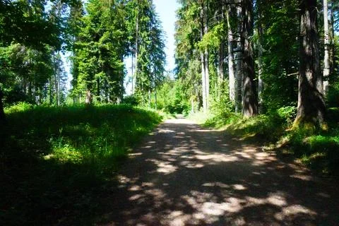 Sunlit forest paths and green woodland landscape in summer nature 库存照片
