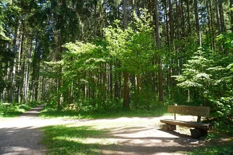 Sunlit forest paths and green woodland landscape in summer nature Stock Photos
