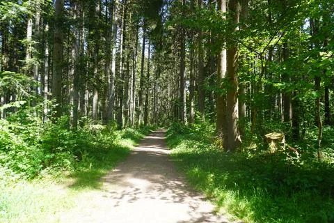 Sunlit forest paths and green woodland landscape in summer nature Stock Photos