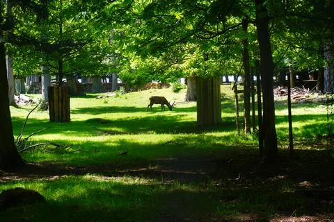 Sunlit forest paths and green woodland landscape in summer nature Stock Photos