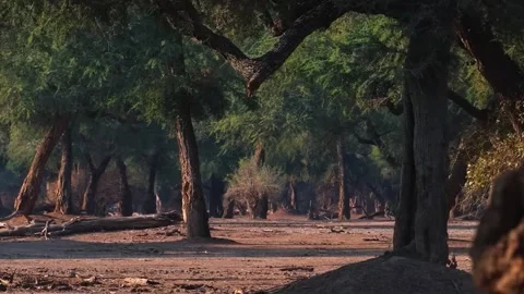 Sunlit Forest Pathway in African Wilderness Stock Footage 321841086