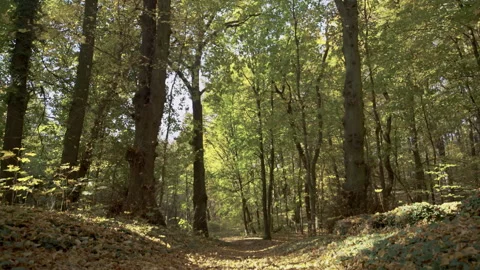 Sunlit Forest Pathway with Autumn Foliage in Woodland 動画素材 289517600