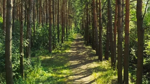 Sunlit Forest Pathway in a Serene Pine Woods During Early Summer Afternoon Stock Footage 280674771