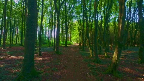 Sunlit forest pathway surrounded by green deciduous trees in Ireland Stock Footage 340435209