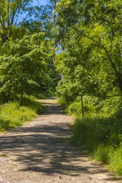 Sunlit forest pathway surrounded by lush green trees creating peaceful natu.. Photos
