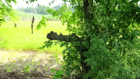 Sunlit Forest Pathway Through Greenery Stock-Footage 343909962