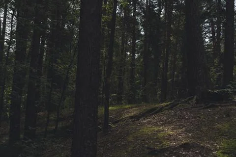 Sunlit forest with pine trees and winding dirt path Foto stock