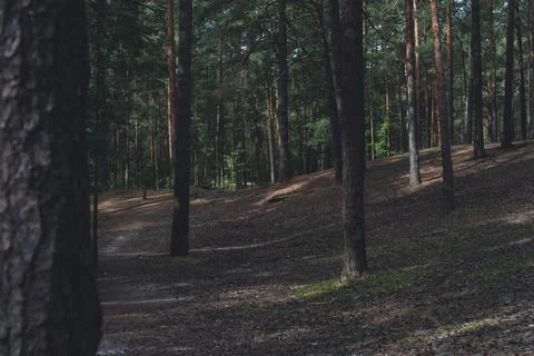 Sunlit forest with pine trees and winding dirt path Stock Photos