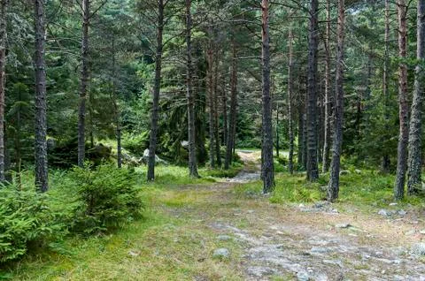 Sunlit forest pine-trees in Rila mountain Stock Photos