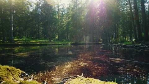 Sunlit forest pond, tranquil nature water, cinematic woodland scene Stock Footage 311041371