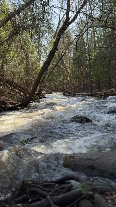 Sunlit Forest Rapids Flowing Through Rocky Woodland Stream Stock Footage 346503074