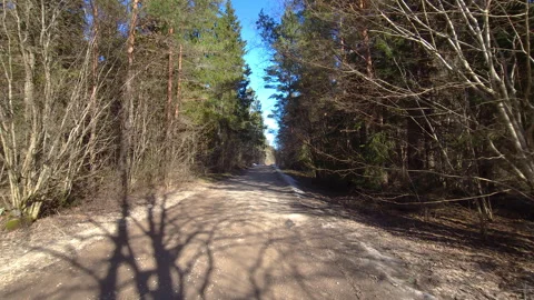 Sunlit forest road amidst pine trees Stock Footage 269979366