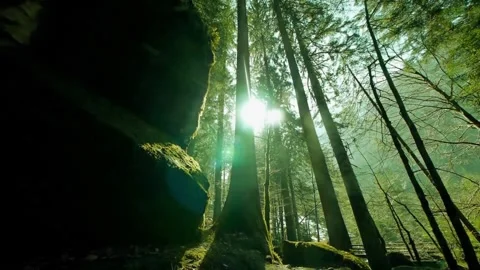 Sunlit Forest with Rock Formation. Stock Footage 306653306