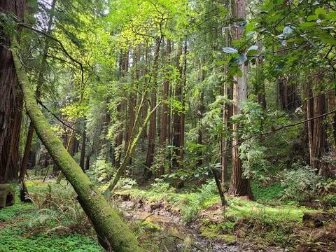 Sunlit forest scene with soft light and inviting woodland atmosphere Stock Photos