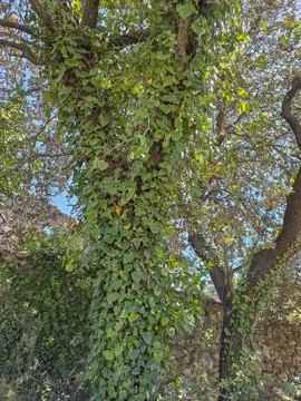 Sunlit forest scene with tree trunk covered in green ivy vines during dayti.. Stock-Fotos