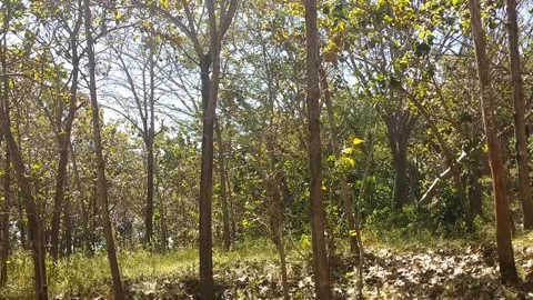 Sunlit Forest of Slender Trees Stock-Footage 340018531
