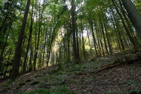 Sunlit Forest Slope: Green Trees &amp; Dappled Light in Nature Stock Photos
