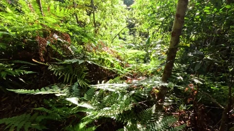 Sunlit Forest in Springbrook Stock Footage 300931829