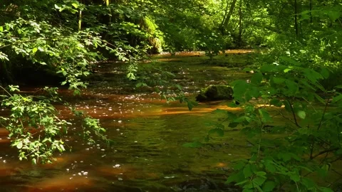 Sunlit Forest Stream with Amber Water Stock Footage 324706724