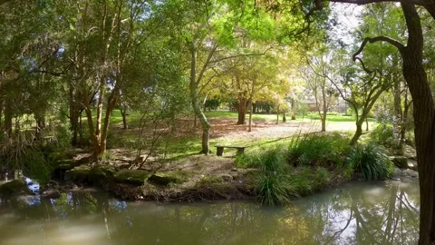 Sunlit Forest Stream with Autumn Glow – Australia Stock Footage 310943918