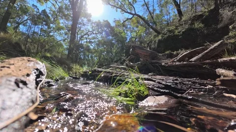 Sunlit Forest Stream Flowing Over Rocks in Australian Bush Stock Footage 345695463