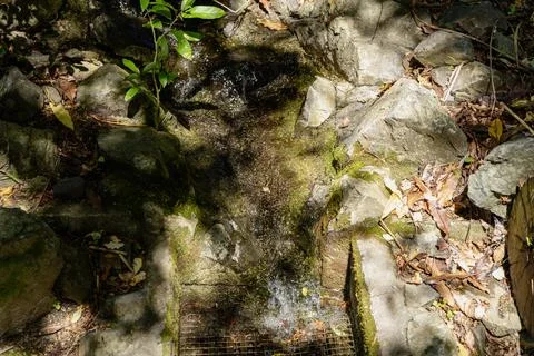 Sunlit Forest Stream Flowing Over Mossy Rocks 写真素材