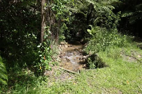 Sunlit Forest Stream Flowing Through Lush Understory Foto stock