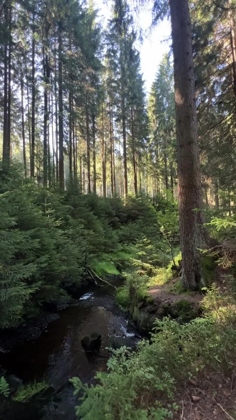 Sunlit Forest Stream, Saxony Stock Footage 310874255