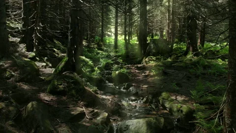 Sunlit forest stream surrounded by lush moss and dense pine trees in a serene wo Stock Footage 297005534