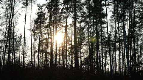 Sunlit Forest with Tall Trees Stock Footage 300106962