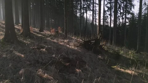 Sunlit forest with tall trees Stock Footage 307104669