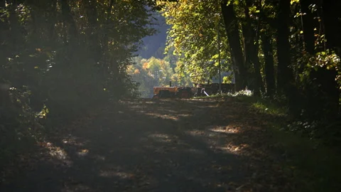 Sunlit forest with tractor Stock Footage 258929983