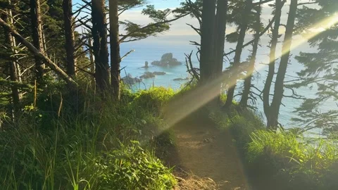 Sunlit Forest Trail Above the Pacific at Ecola State Park Oregon Stock Footage 341993109