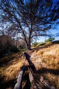 Sunlit Forest Trail with Ancient Pine and Fallen Wood in Benidorm 스톡 사진