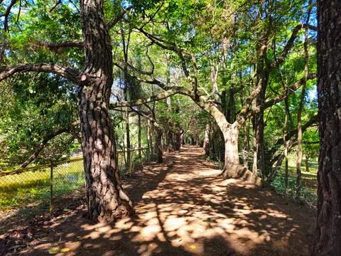 Sunlit Forest Trail with Arching Trees Foto stock