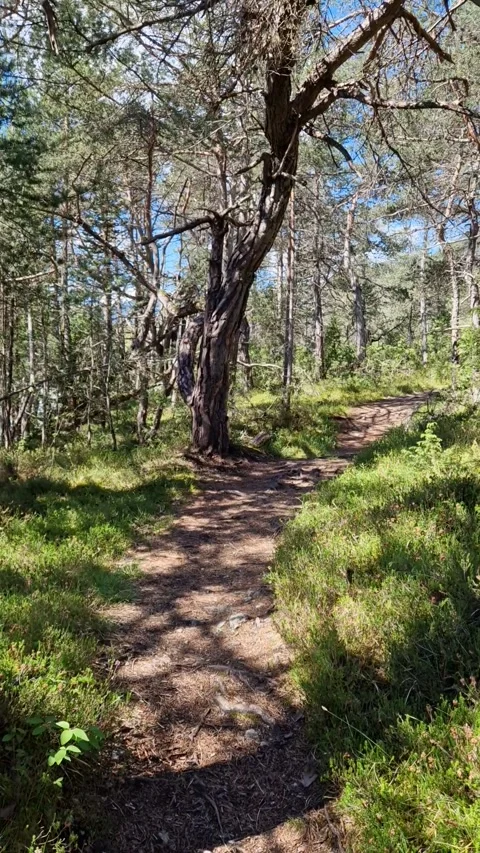Sunlit Forest Trail with Blue Sky Video stock 315456082