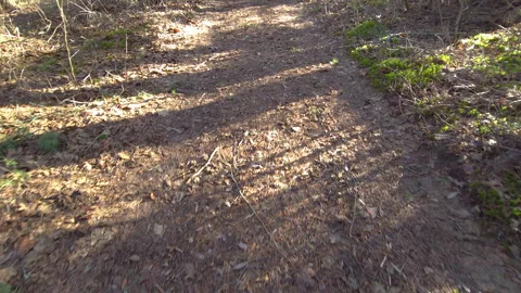 Sunlit forest trail at dusk Stock Footage 269979502