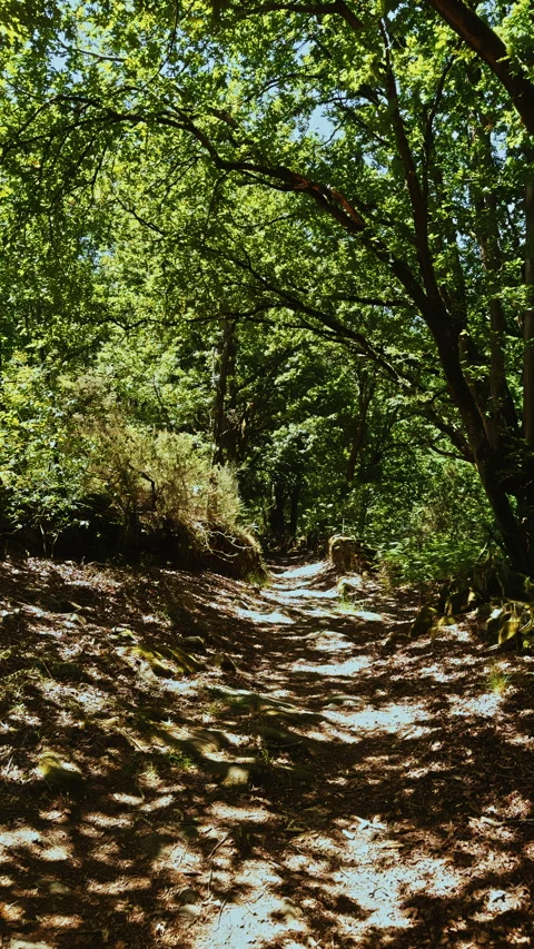 Sunlit Forest Trail with Leafy Canopy Stock Footage 278395825