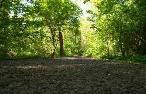 Sunlit Forest Trail Path Through Lush Green Woodland Nature Background Scene Stock Photos