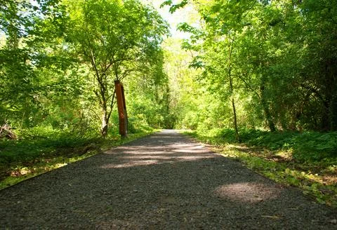 Sunlit Forest Trail Path Through Lush Green Woodland Nature Background Scene Stock Photos
