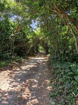 Sunlit Forest Trail Foto stock