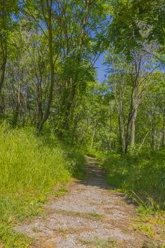 Sunlit forest trail surrounded by lush green trees and tall grass under cle.. Stock-Fotos