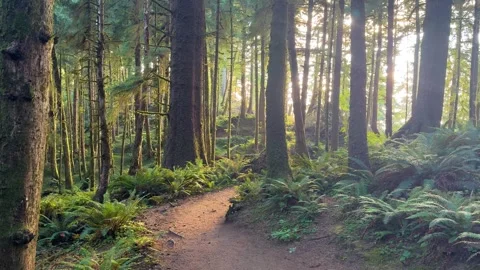 Sunlit Forest Trail Through Ecola State Park on the Oregon Coast Stock Footage 341993040