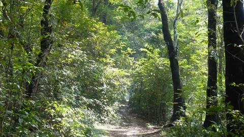 Sunlit forest trail through green trees 스톡 동영상 329402789