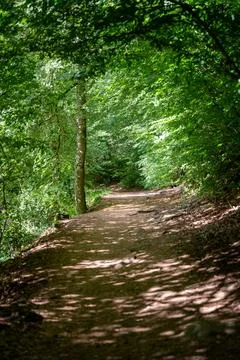 Sunlit Forest Trail Through Lush Green Woodland Pathway With Dappled Light .. Stock Photos