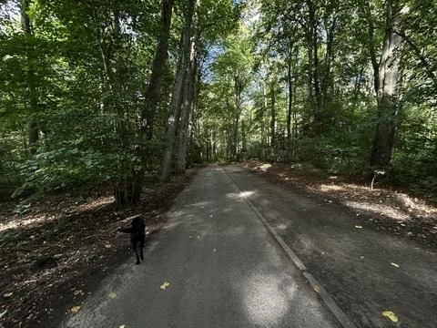 Sunlit forest trail under dense green canopy with dappled light, leaf litter Stock Photos