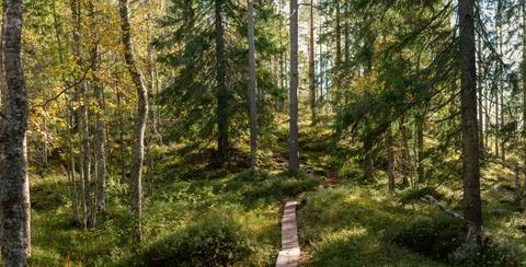 Sunlit forest trail winding through lush greenery with wooden pathway surro.. Stock Photos